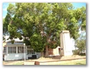 camphor.jpg