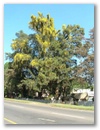 tree.jpg